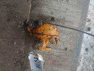 Carburetor, Minne-moline, Used